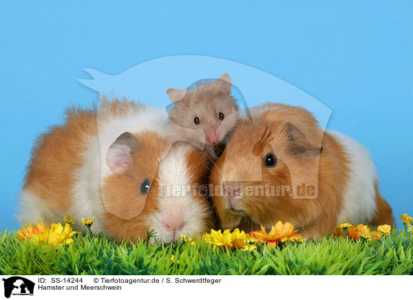 Hamster und Meerschwein / hamster and guinea pig / SS-14244