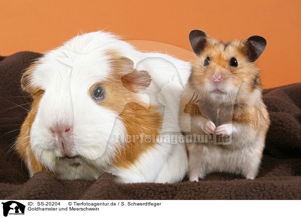 Goldhamster und Meerschwein / golden hamster and guinea pig / SS-20204