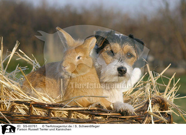Parson Russell Terrier und Kaninchen / dog and rabbit / SS-00761