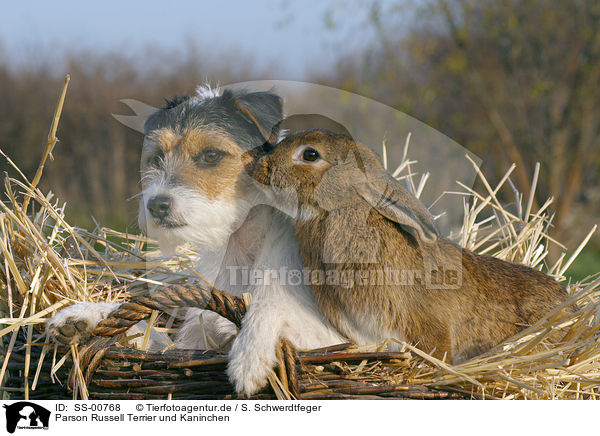Parson Russell Terrier und Kaninchen / SS-00768
