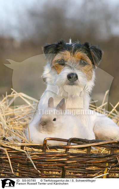 Parson Russell Terrier und Kaninchen / dog and rabbit / SS-00780