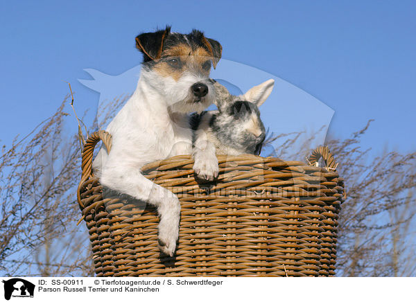 Parson Russell Terrier und Kaninchen / dog and rabbit / SS-00911