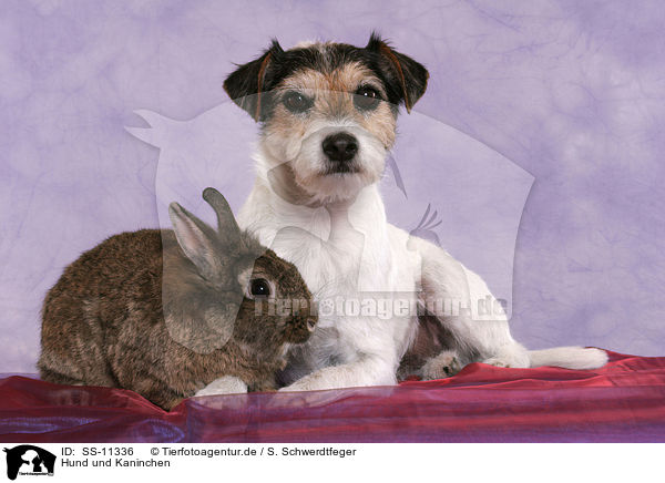 Hund und Kaninchen / dog and rabbit / SS-11336
