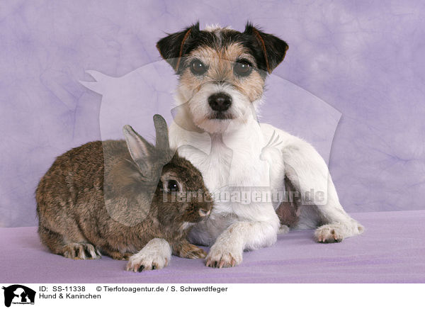 Hund & Kaninchen / dog & rabbit / SS-11338