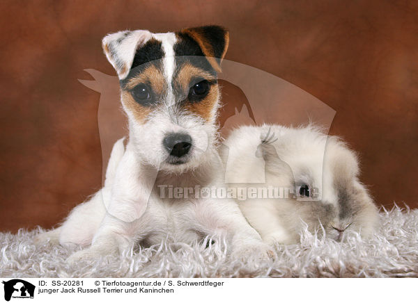 junger Jack Russell Terrier und Kaninchen / SS-20281