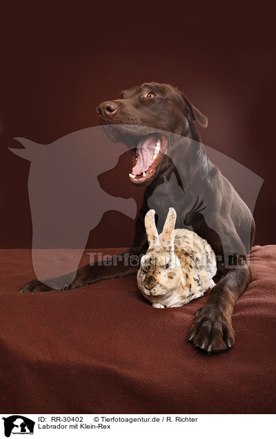 Labrador mit Klein-Rex / Labrador with bunny / RR-30402