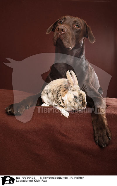 Labrador mit Klein-Rex / Labrador with bunny / RR-30403