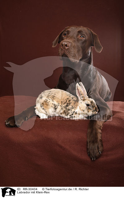 Labrador mit Klein-Rex / Labrador with bunny / RR-30404