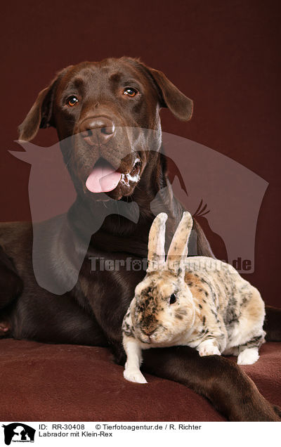 Labrador mit Klein-Rex / Labrador with bunny / RR-30408