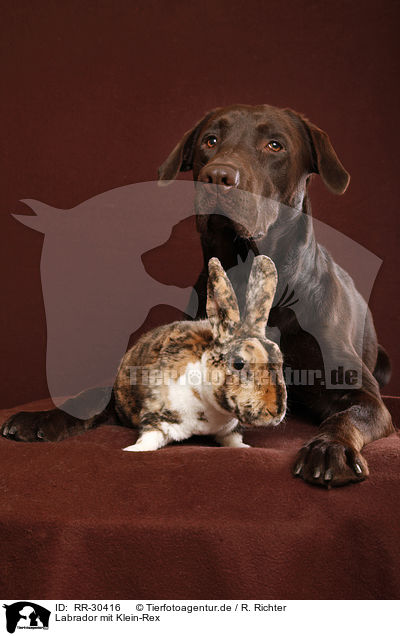Labrador mit Klein-Rex / Labrador with bunny / RR-30416