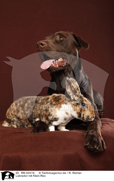Labrador mit Klein-Rex / Labrador with bunny / RR-30419