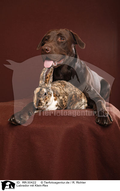 Labrador mit Klein-Rex / Labrador with bunny / RR-30422