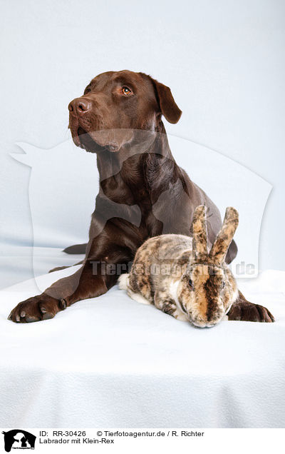 Labrador mit Klein-Rex / Labrador with bunny / RR-30426