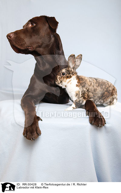 Labrador mit Klein-Rex / Labrador with bunny / RR-30428