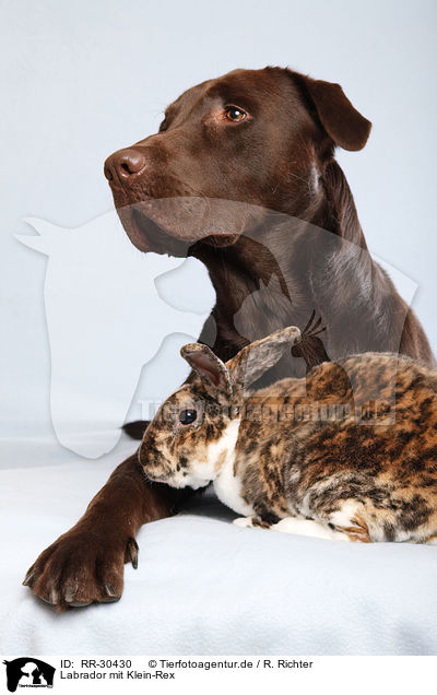 Labrador mit Klein-Rex / Labrador with bunny / RR-30430