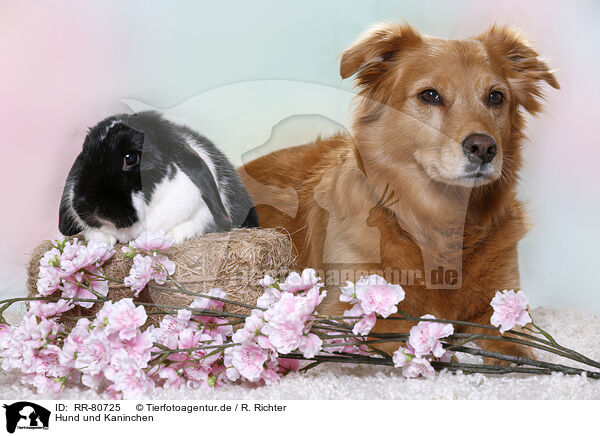 Hund und Kaninchen / RR-80725