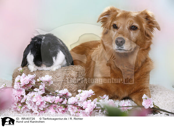 Hund und Kaninchen / RR-80726