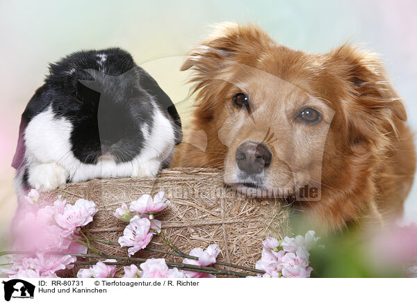 Hund und Kaninchen / RR-80731