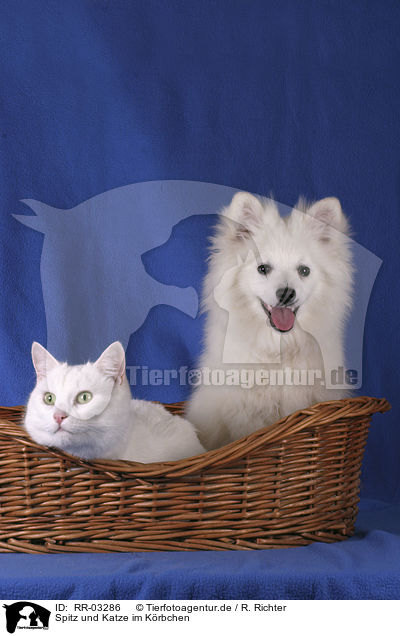 Spitz und Katze im Krbchen / RR-03286