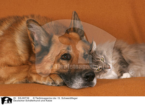 Deutscher Schferhund und Katze / Cat and German Shepherd / SS-06739