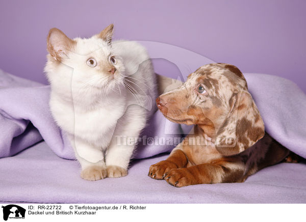 Dackel und Britisch Kurzhaar / teckel and british shorthair / RR-22722