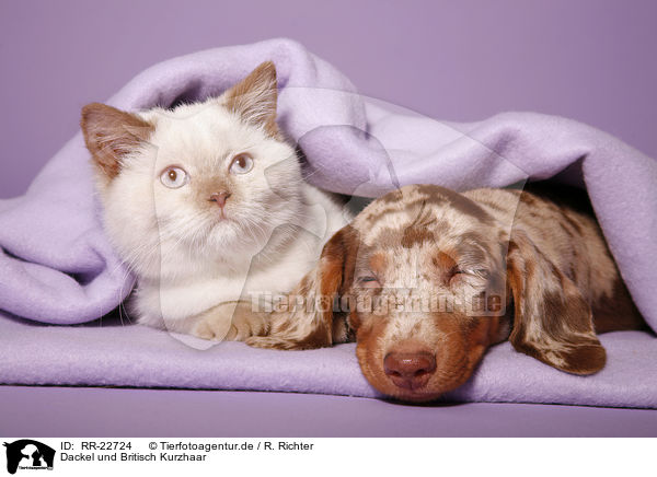 Dackel und Britisch Kurzhaar / teckel and british shorthair / RR-22724