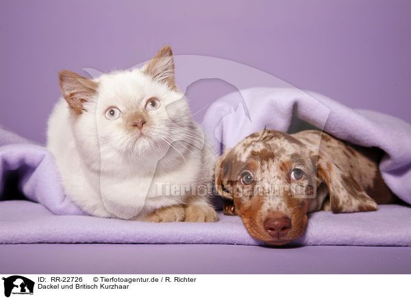 Dackel und Britisch Kurzhaar / teckel and british shorthair / RR-22726