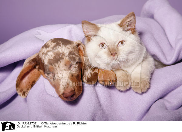 Dackel und Britisch Kurzhaar / teckel and british shorthair / RR-22737