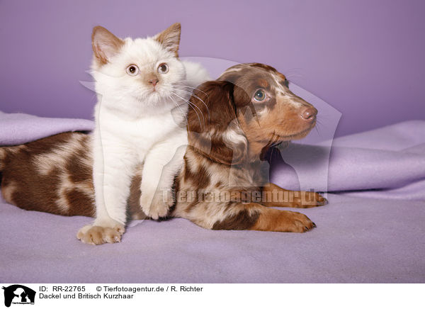 Dackel und Britisch Kurzhaar / teckel and british shorthair / RR-22765