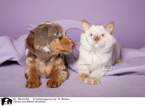 Dackel und Britisch Kurzhaar / teckel and british shorthair / RR-22766