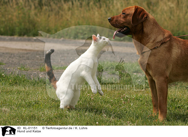 Hund und Katze / cat and dog / KL-01151