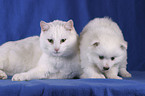 Katze & Spitz Welpe