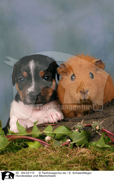 Hundewelpe und Meerschwein / puppy and guinea pig / SS-02115