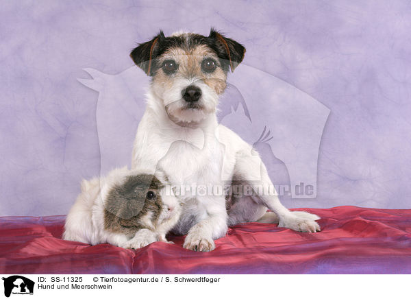 Hund und Meerschwein / dog and guinea pig / SS-11325