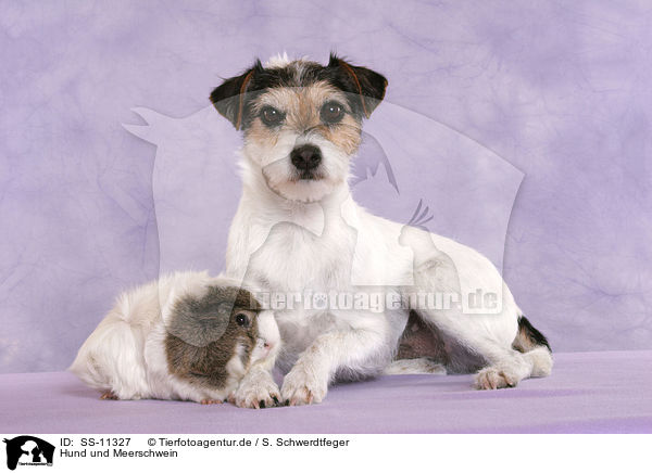 Hund und Meerschwein / dog and guinea pig / SS-11327