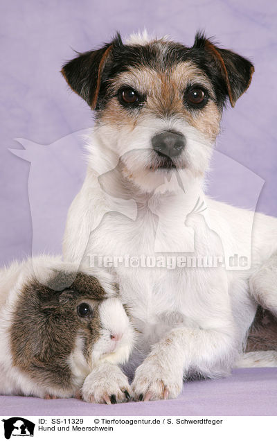 Hund und Meerschwein / dog and guinea pig / SS-11329