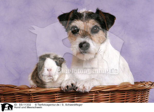 Hund und Meerschwein / dog and guinea pig / SS-11332