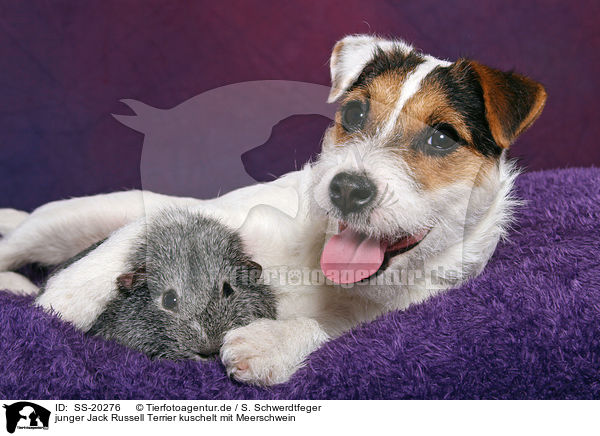 junger Parson Russell Terrier und Meerschwein / young Parson Russell Terrier and guinea pig / SS-20276