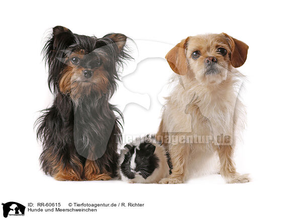 Hunde und Meerschweinchen / dogs and guinea pig / RR-60615