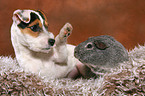 junger Jack Russell Terrier und Meerschwein