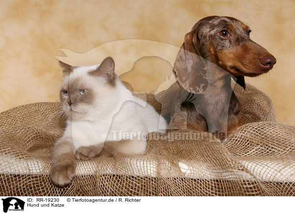 Hund und Katze / cat and dog / RR-19230