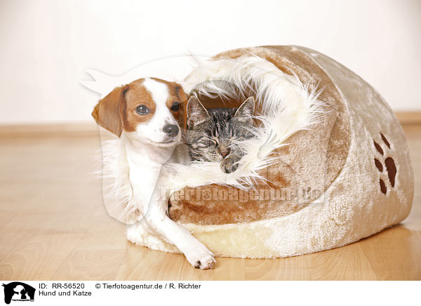 Hund und Katze / dog and cat / RR-56520