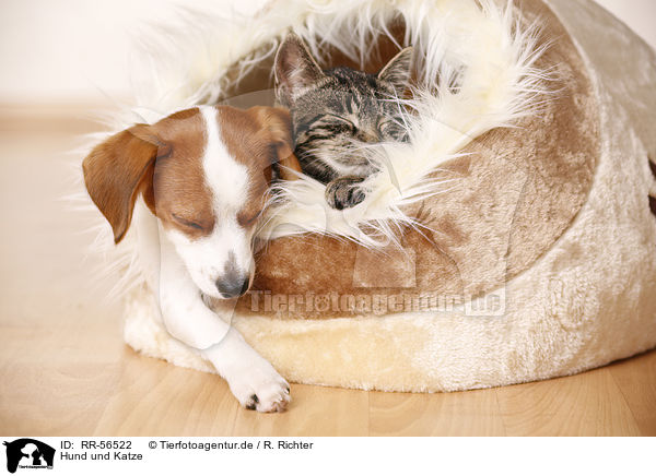 Hund und Katze / dog and cat / RR-56522