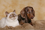 Hund und Katze