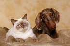 Hund und Katze