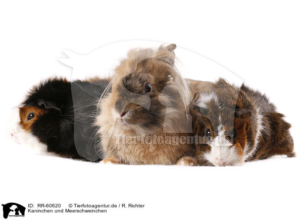 Kaninchen und Meerschweinchen / rabbit and guinea pigs / RR-60620
