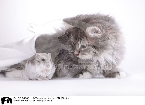 Sibirische Katze und Zwerghamster / Siberian cat and dwarf hamster / RR-25283