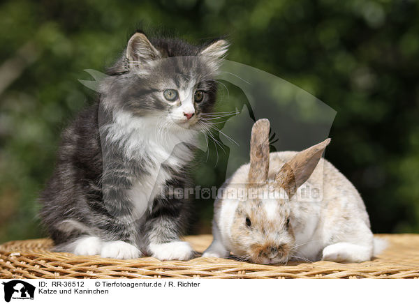 Katze und Kaninchen / kitten and rabbit / RR-36512