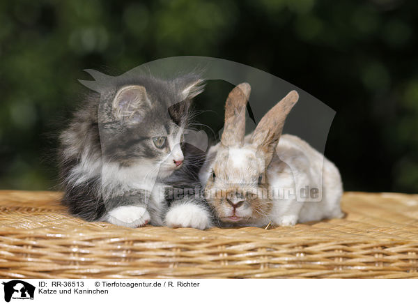Katze und Kaninchen / kitten and rabbit / RR-36513