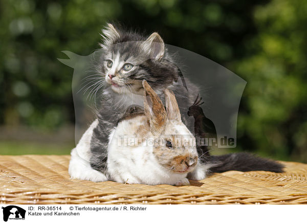 Katze und Kaninchen / kitten and rabbit / RR-36514